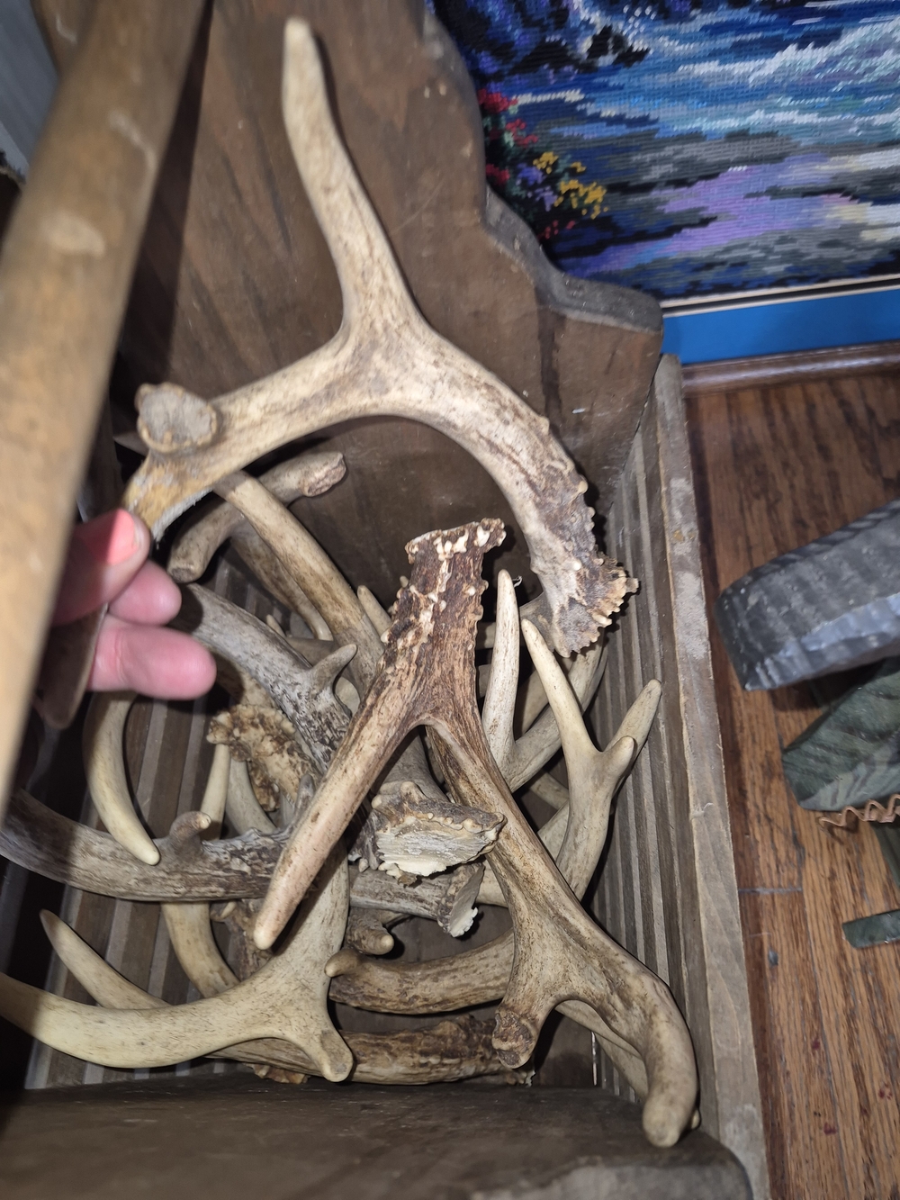 Whitetail Natural Deer Antler Chews. Lot Of 10. Various Sizes.